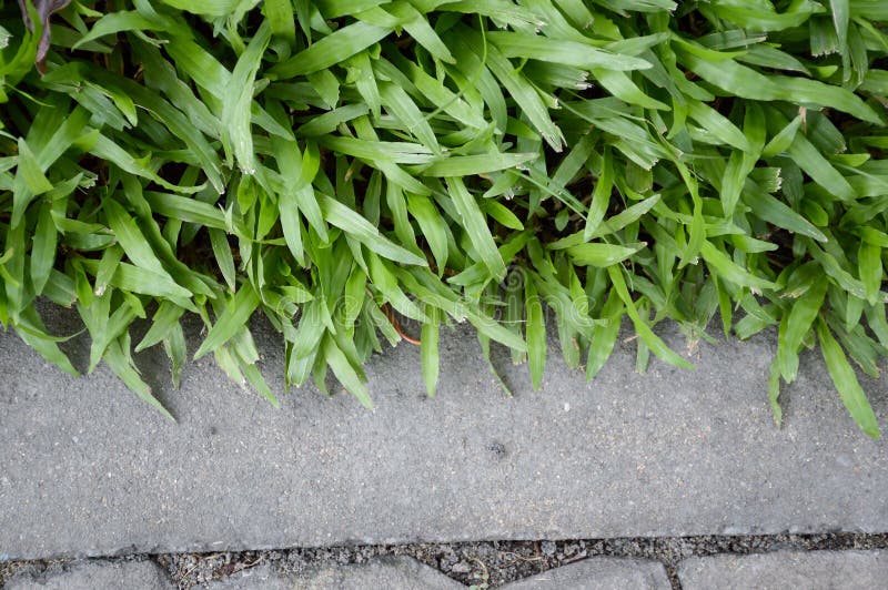 Green Grass on Cement Floor Stock Image Image of fresh, weed 96224891