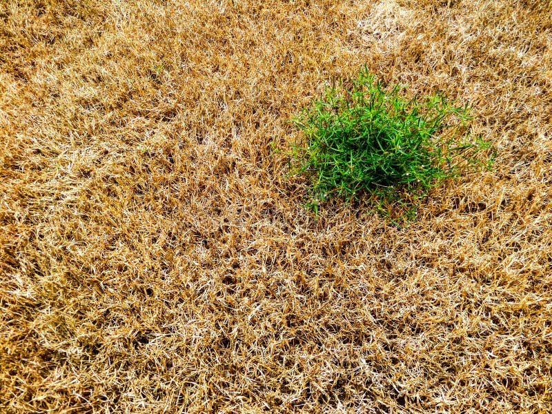 Close Up Green Grass Survival Amount Brown and Dry Grass Stock Image