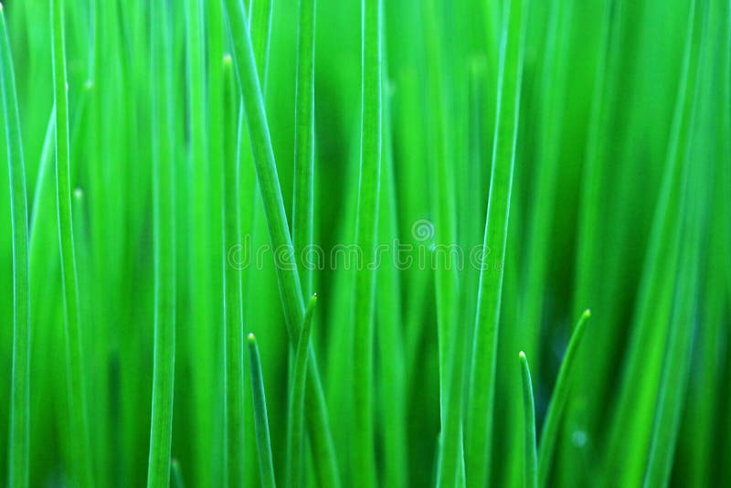 Close Up of Blades of Grass Stock Photo Image of close, horizontal