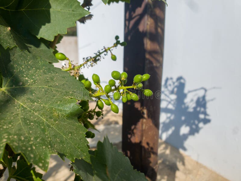 Close Up of Green Growing Baby Grapes Hanging from a Branch from a