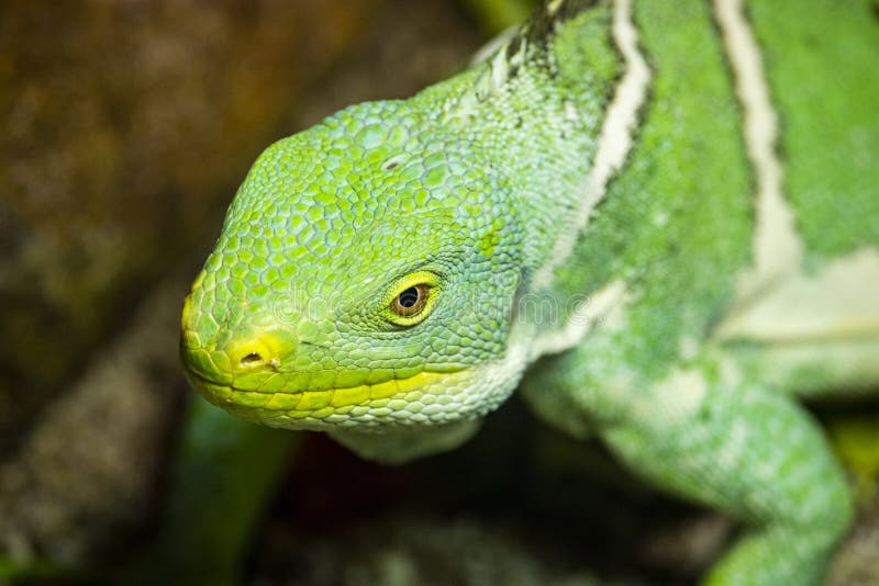 Close up of a green iguana stock photo Close up of a green iguana stock photo