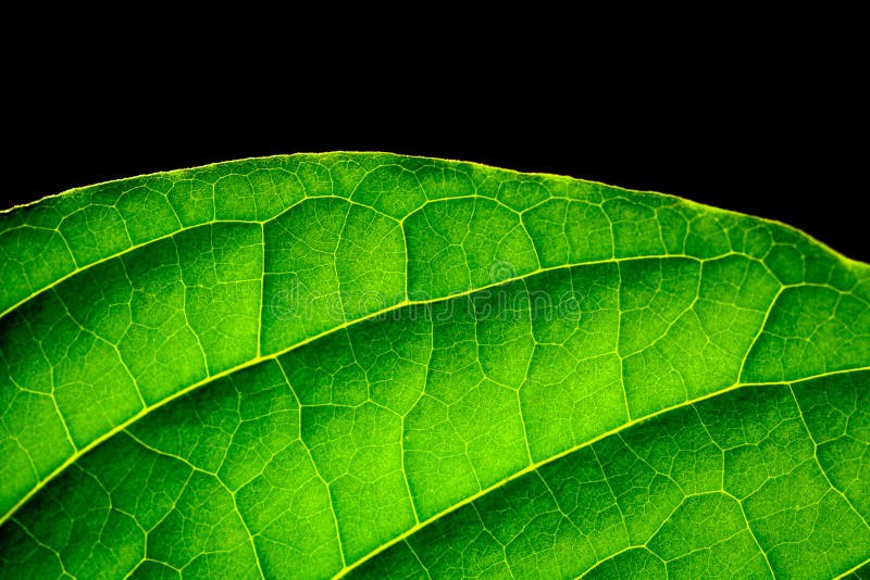 Close up green leaf backlit by the sun royalty free stock photo