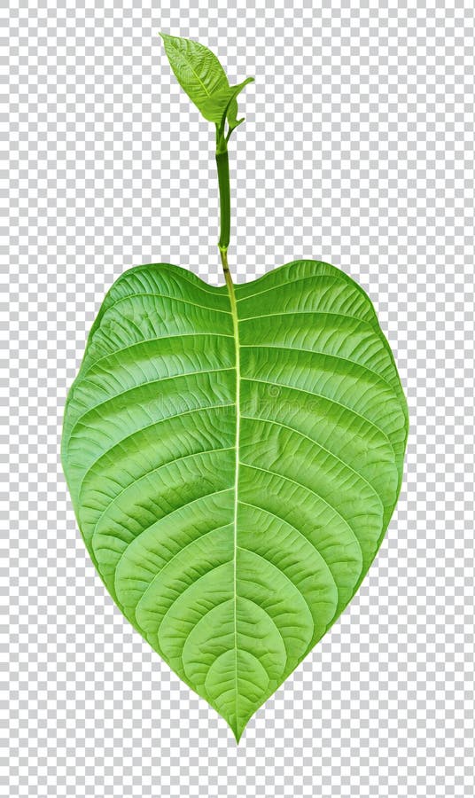 Natural Leaves Clipart Transparent Background, Natural Green Leaves, Nature  Clipart, Plant, Green PNG Image For Free Download