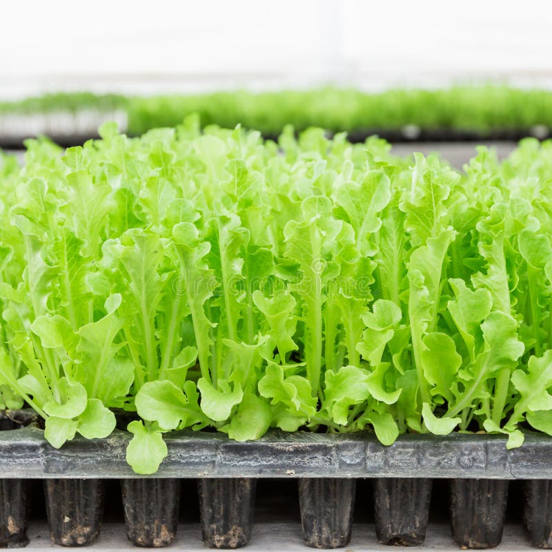 Close up green lettuce seedling
