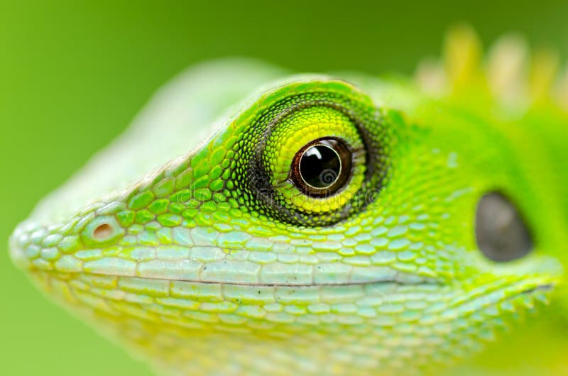 Close Up Green Lizard Stock Photo Image Of Detail Head 22568478