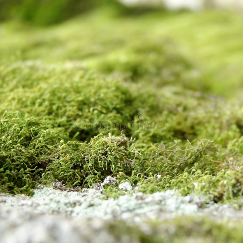 Close up of green moss