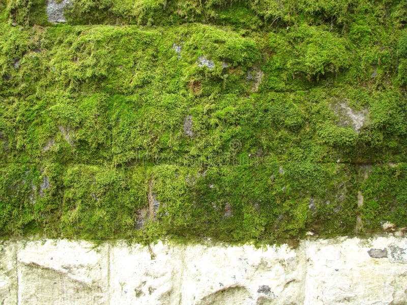 Close up of green moss