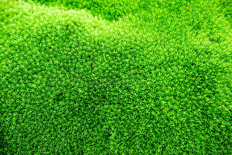 Close Up Green Moss Texture, Background. Moss Green Texture. Moss