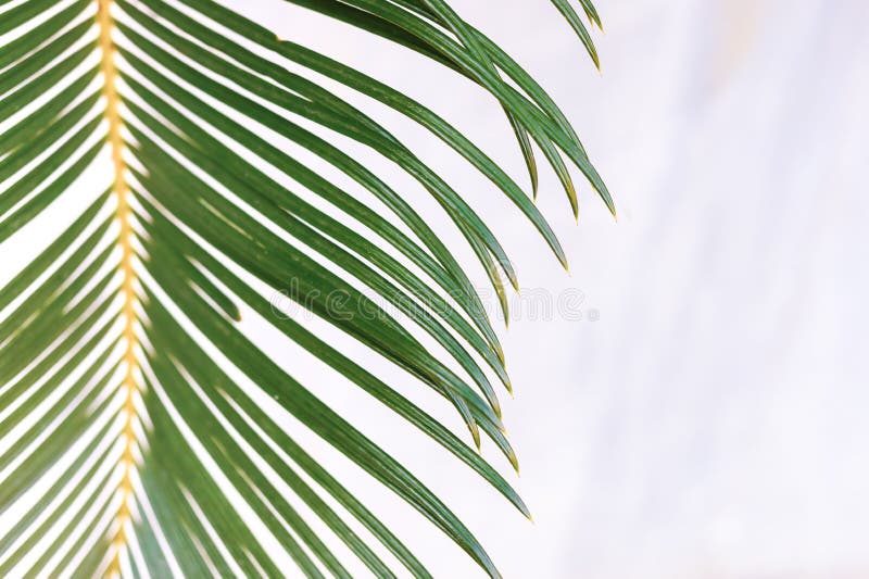 Close-up green palm leaf on blurred white marble background. royalty free stock photography Close-up green palm leaf on blurred white marble background. royalty free stock photography