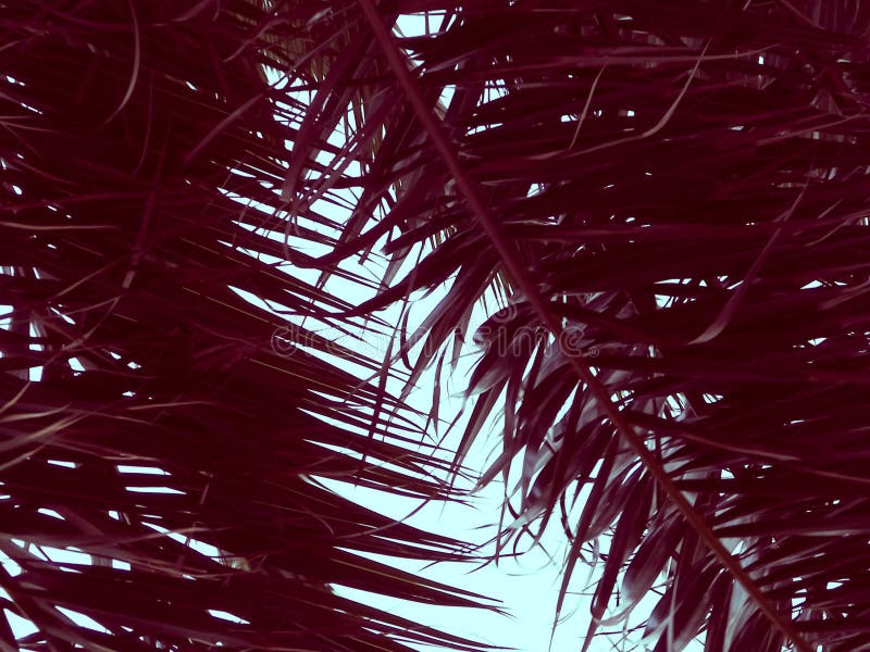 Palm leaves as background. stock photo. Image of season - 125992328