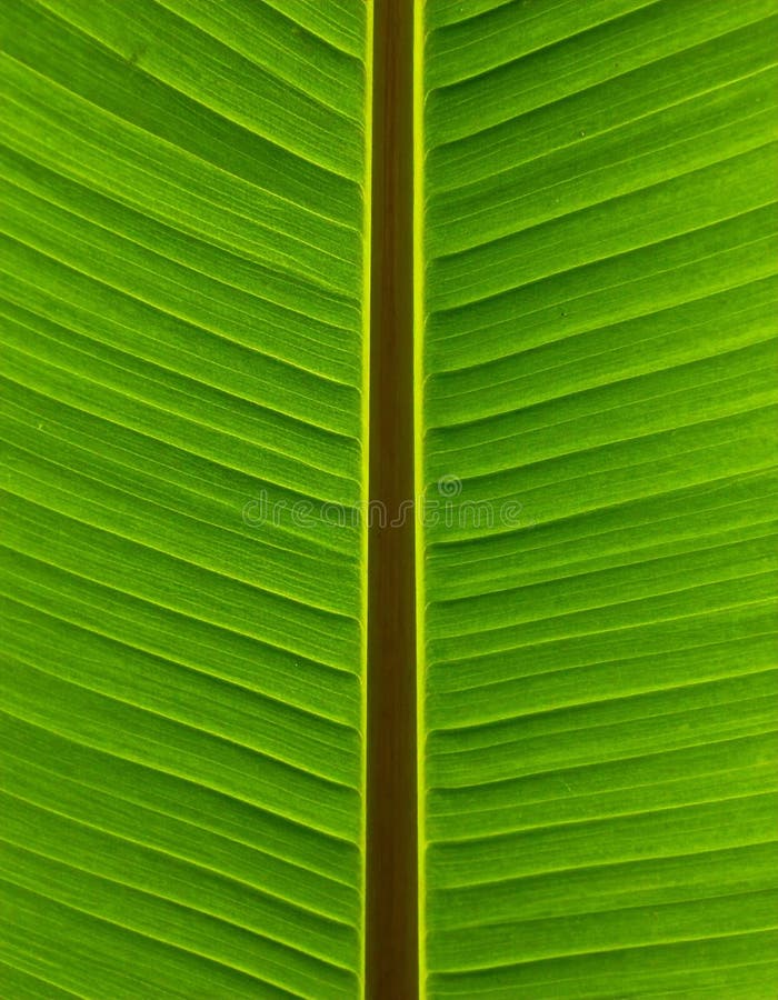 Close Up Green Plantain Leaf Texture Symmetrical Pattern Against Light royalty free illustration