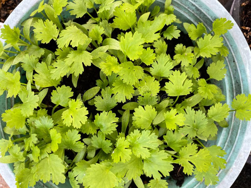 Green plants in frame royalty free stock images