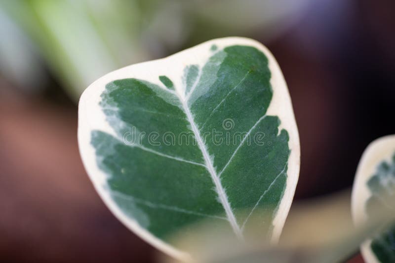 Green plants in nature stock photos