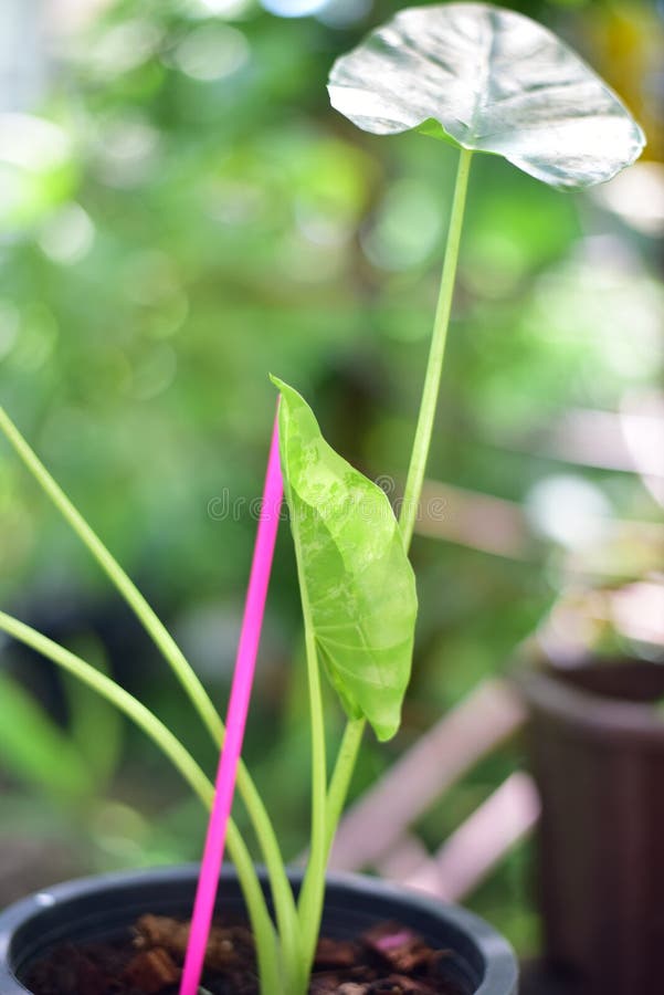 Green plants in nature stock image