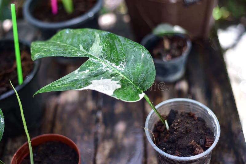 Green plants in nature stock photo