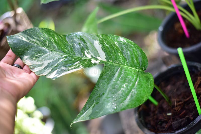 Green plants in nature stock photography