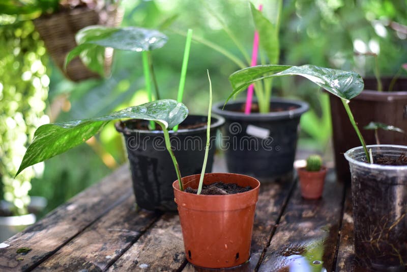 Green plants in nature stock image