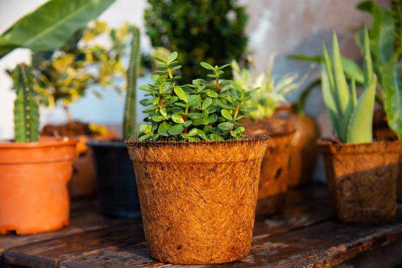 Close up green plants stock image. Image of design, jungle 211715347