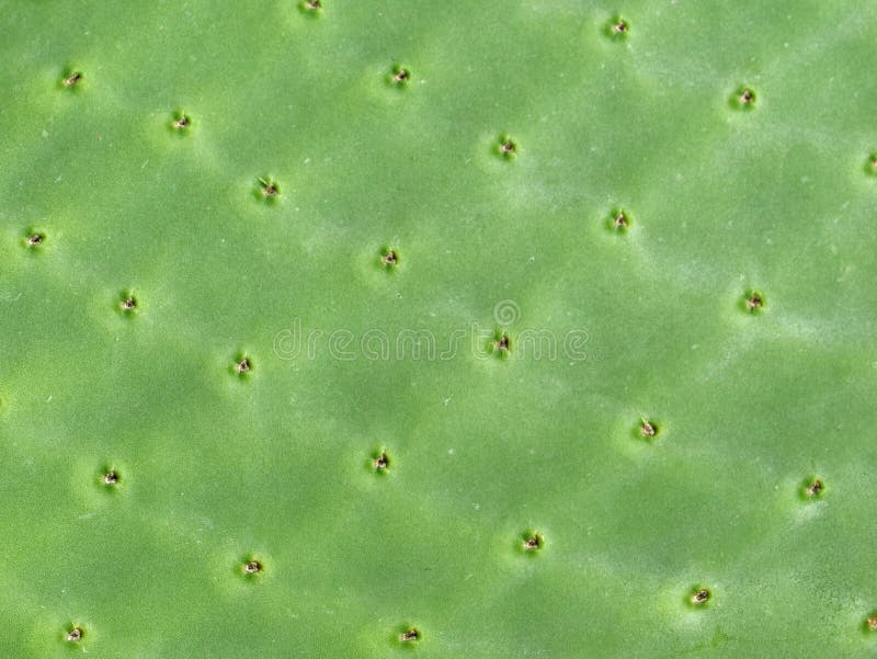 Close up of green prickly pear cactus texture