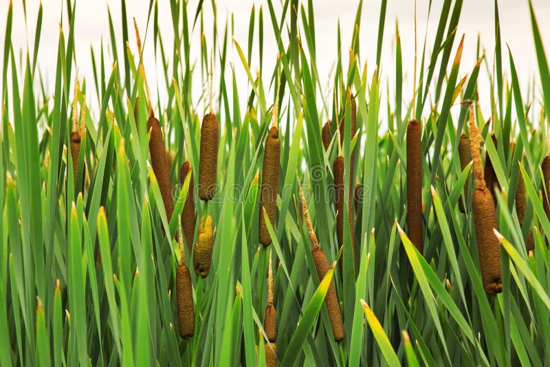 Close up of green reed