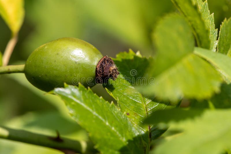 Green rose hip stock image. Image of rose, floral, europe 163759401