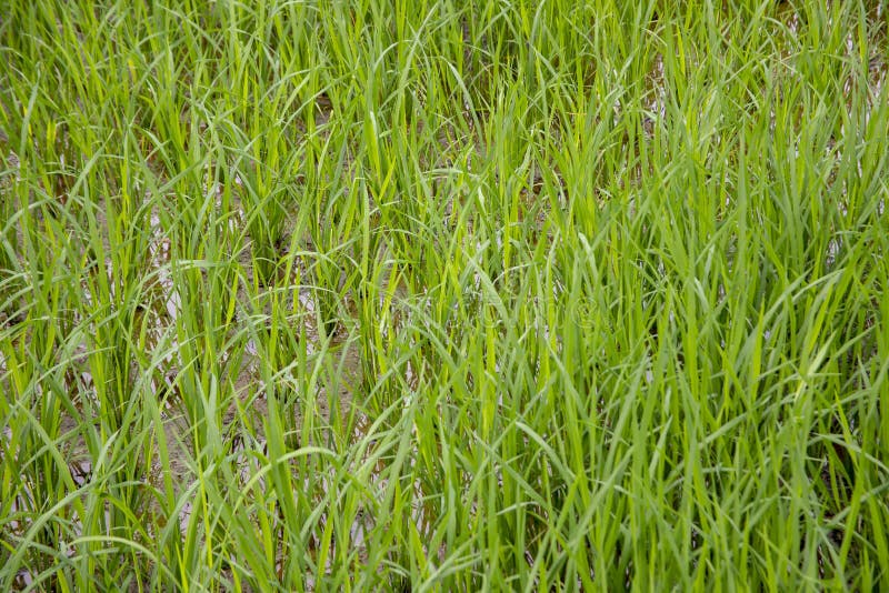 Rice paddy field in Vietnam royalty free stock photo Rice paddy field in Vietnam royalty free stock photo