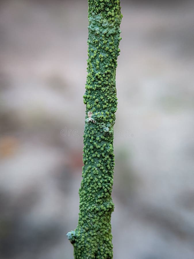 Close up of a green stick royalty free stock image