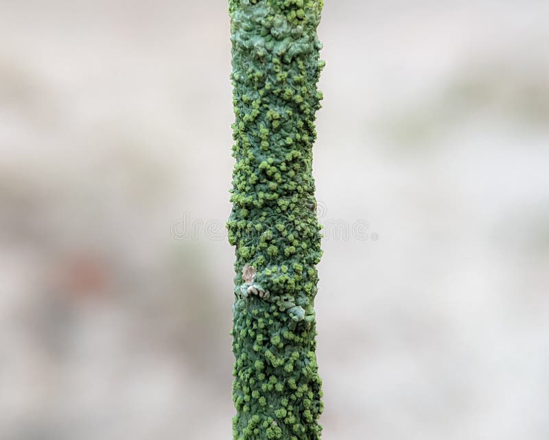 Close up of a green stick stock photos