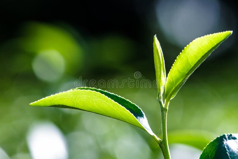 Close up green tea leaves stock image. Image of natural 42941075