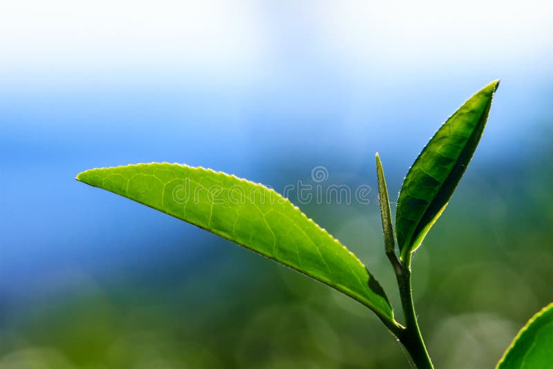 Close up green tea leaves stock image. Image of beginning 42941269