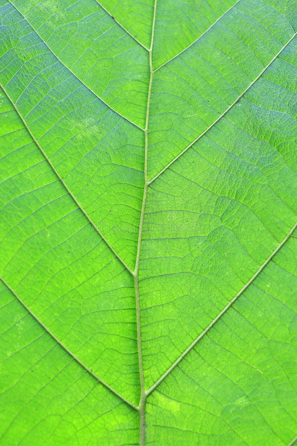 Close up green teak leaf texture background stock photo Close up green teak leaf texture background stock photo