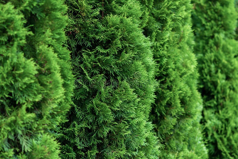 Green thuja hedge thuja occidentalis