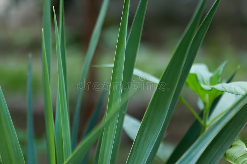 Close up of green vetiver grass. sweet grass in home garden. Green vetiver background