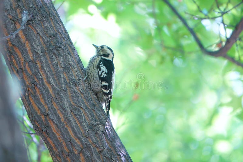 Grey-capped Pygmy Woodpecker stock photos