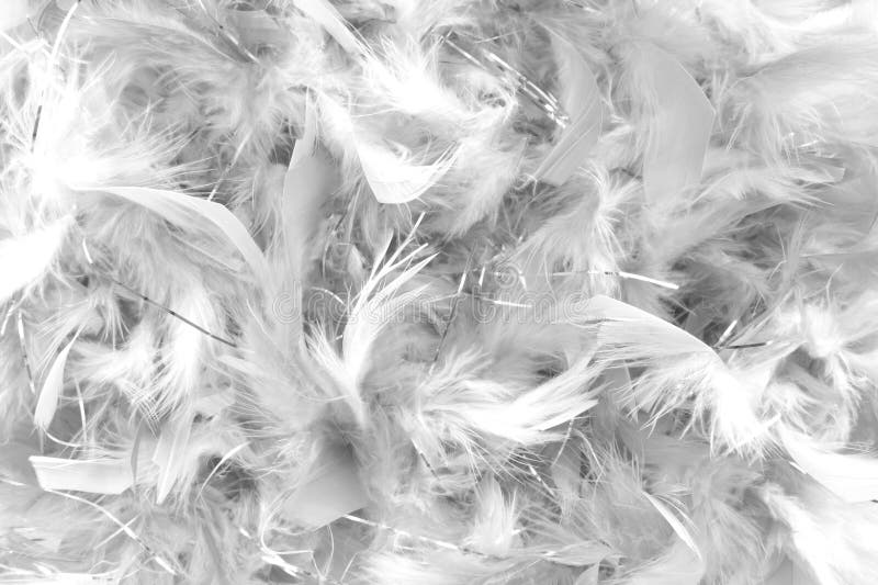 Close up of grey feathers detail stock image