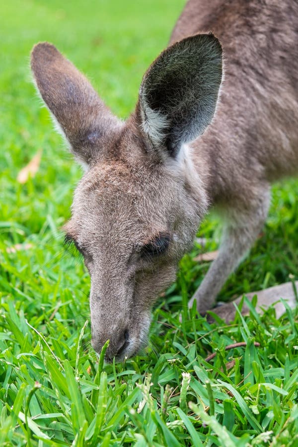 Close Up of a Grey Kangaroo Stock Photo Image of outdoors, macropus