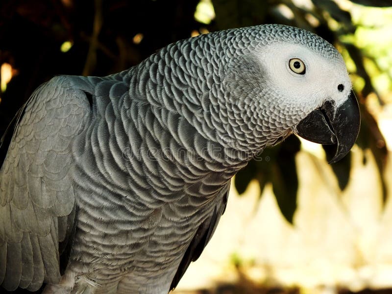 Close up of a grey and white parrot is perched on a tree branch. royalty free stock photo