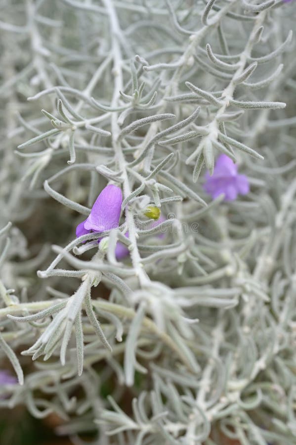 Eremophila Plant Stock Photos - & Royalty-Free Stock Photos from Dreamstime