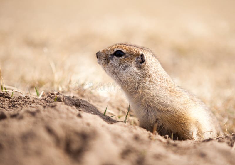 Portrait of a ground squirrel looking out of his hole. Portrait of a ground squirrel looking out of his hole