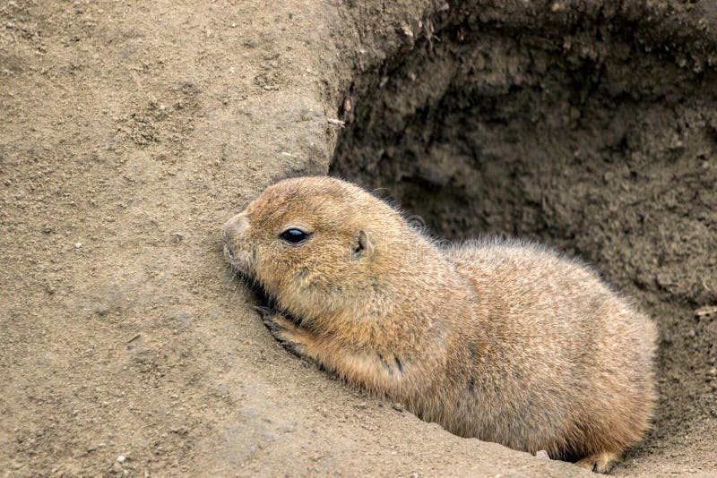 Brown groundhog in sand hole