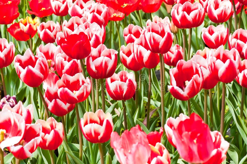 Close-up group of beautiful tulips