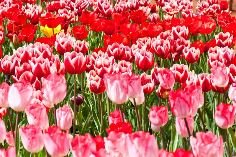Close-up Group Of Beautiful Tulips Stock Photo - Image of holland ...