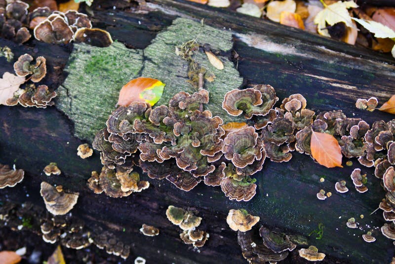 Close up of group  shelf fungus stereum gausapatum on wet black tree trunk and green moss