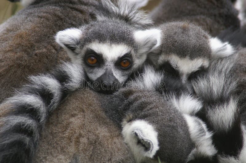 384 Group Ring Tailed Lemurs Stock Photos - Free & Royalty-Free Stock Photos from Dreamstime 384 Group Ring Tailed Lemurs Stock Photos - Free & Royalty-Free Stock Photos from Dreamstime
