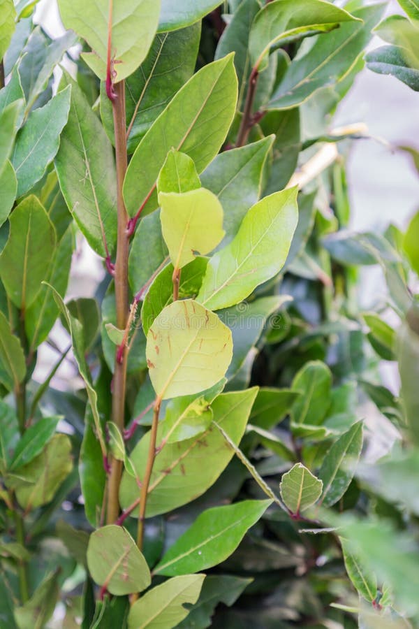 Close Up of Growing Bay Tree in the Garden Stock Photo Image of herb