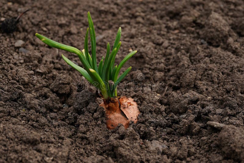 Close Up of Growing Onion in Garden. Blooming Onion in Ground. Concept of Space for Your Text
