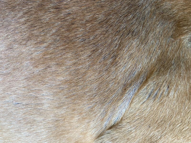 Hair of the dog texture stock image. Image of natural 203092497