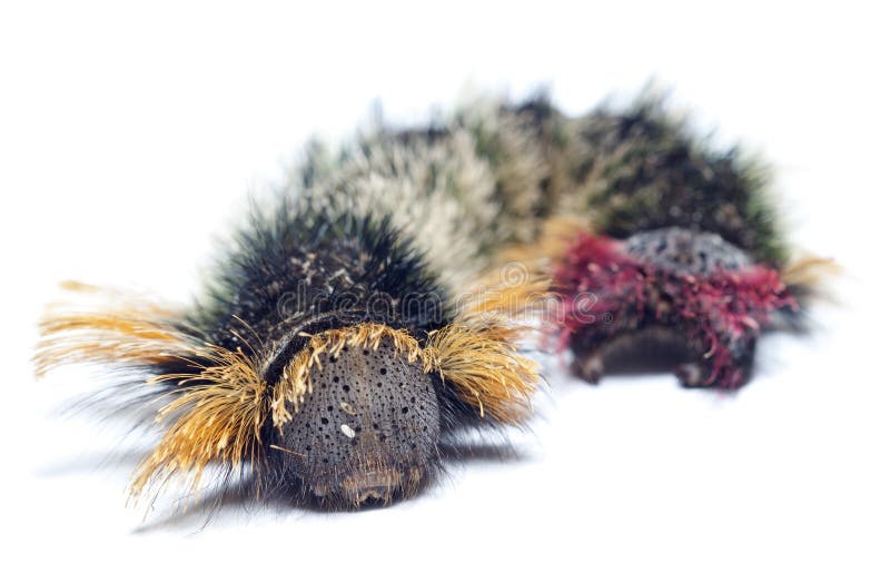 A close up of a hairy, colorful caterpillar on a white background. A close up of a hairy, colorful caterpillar on a white background.