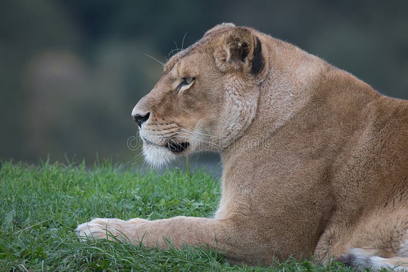 Close up half length portrait of a lioness