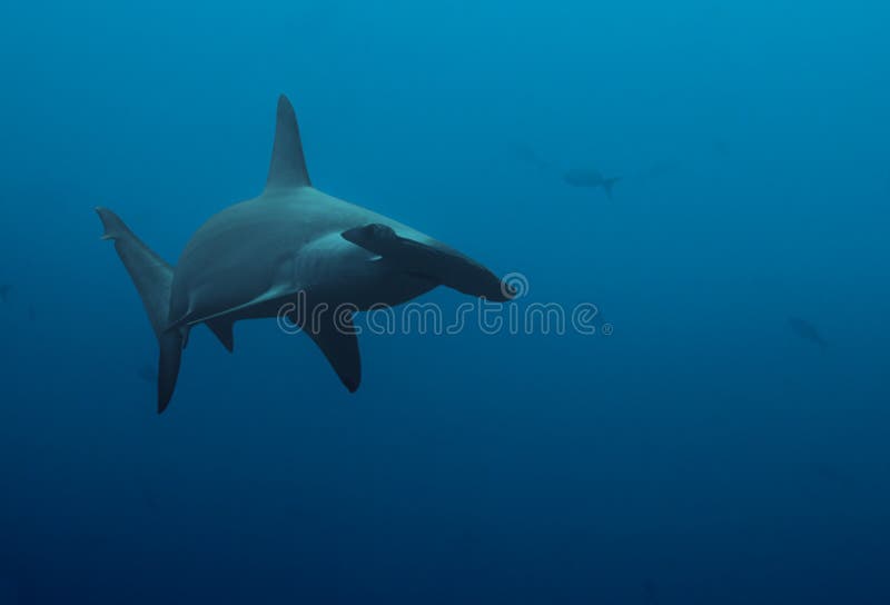 425 Hammerhead Sharks Stock Photos Free & RoyaltyFree Stock Photos from Dreamstime